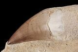 Mosasaur (Prognathodon) Rooted Tooth In Rock #87990-1